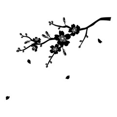 silhouette illustration of cherry blossom flower branch  © KY