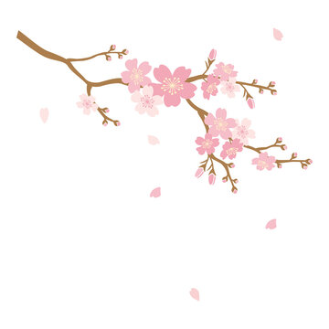 illustration of cherry blossom flower branch 