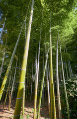 Fototapeta na wymiar Bamboo Grove. Tokyo. Japan