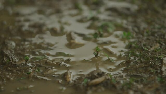 Close up rain drops on mud puddle with sprigs of grass during rain storm in slow motion