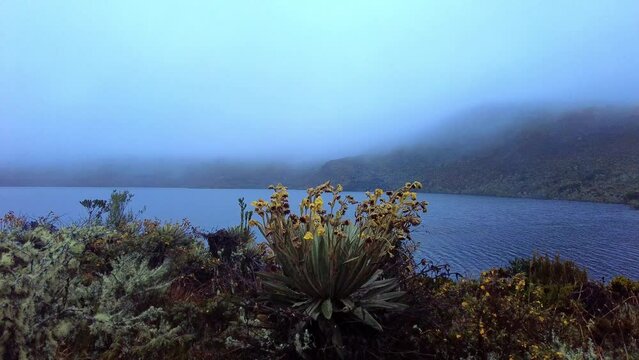 Footage of a Frailejon (Espeletia) in the Sumapaz moorland or paramo with another plants in the shore of a lake. Mountains covered with clouds and fog in teh background