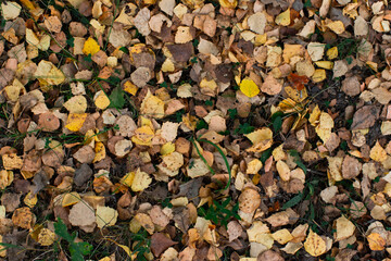 Seasonal photo, autumn, fallen birch leaves on the grass. Flatlay.