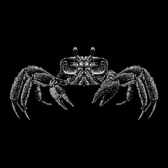 Ghost Crab hand drawing vector illustration isolated on black background