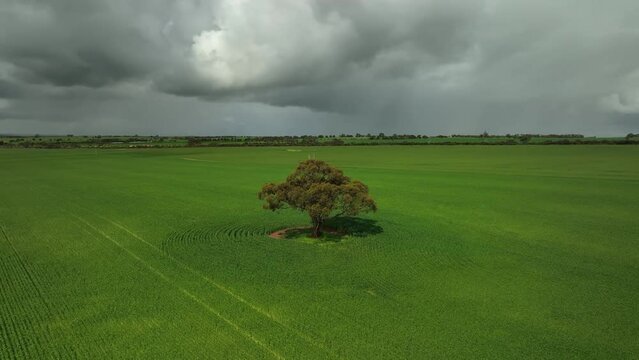Single tree in the middle of lush green wheat field with yellow canola fields in the distance - slow rotating low angle point of interest aerial shot
