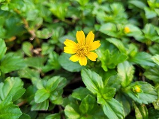 yellow flowers in the garden