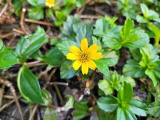 yellow flowers in the garden