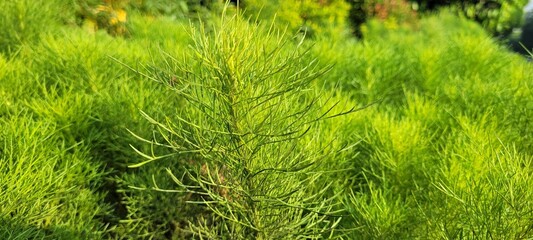 green grass background