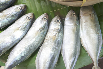 Mackerel seafood for sale in Thailand market, select focus.