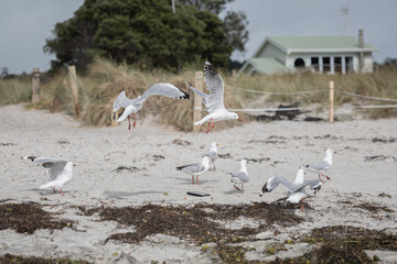 Waihi Beach, Coromandel