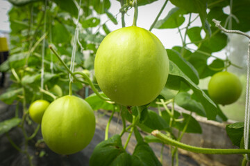Organic melons grown in controlled areas in Thailand,Select focus.