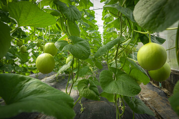 Organic melons grown in controlled areas in Thailand,Select focus.