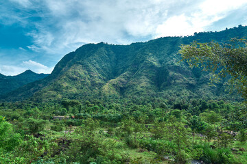 forest in the mountains in bali