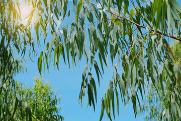 Eucalyptus leaves. branch eucalyptus tree nature background © Ammak