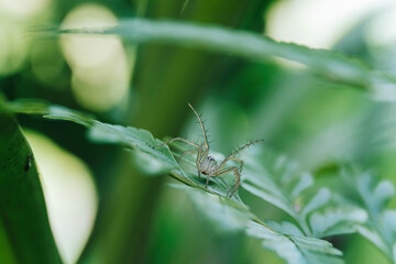 A small spider on a leaf is on standby to protect itself