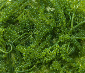 Closeup seaweed umibudo. Sea grapes. © Anna Babii