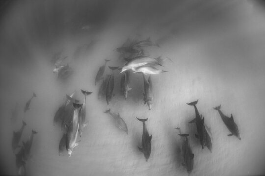 Black and white photo of a Wild Dolphins, Australia
