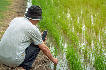 Male agriculturist using smart phone to check and monitoring quality of rice in paddy field. Smart farmer researching about rice growth in organic rice paddy field. Agriculture investigation concept.