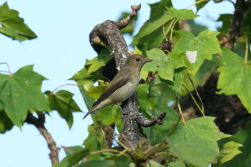 grey streaked flycatcher on a branch