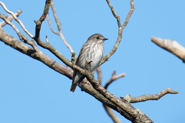 grey streaked flycatcher on a branch