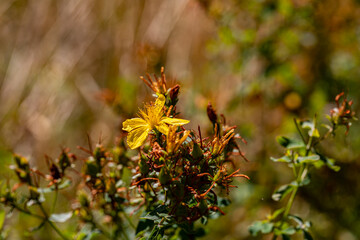 Hypericum perforatum flower in meadow	