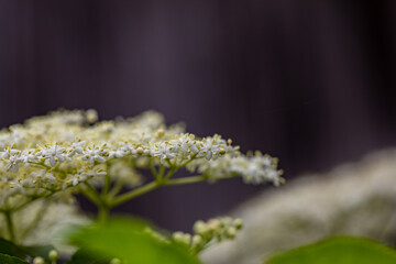 Sambucus nigra growing in meadow, close up	