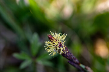 Carex caryophyllea flower growing in meadow, close up	