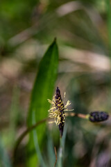 Carex caryophyllea flower growing in meadow, close up	