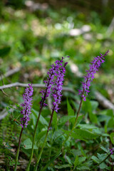 Obraz premium Orchis mascula flower growing in meadow, close up 