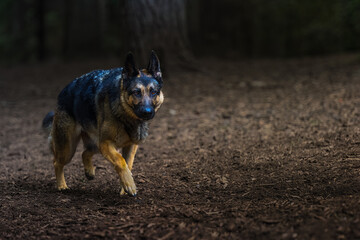 2022-09-29 A YOUNG GERMAN SHEPARD WALKING THROUGH A OFF LEASH DOG PARK ON BAINBRIDGE ISLAND WASHINGTON