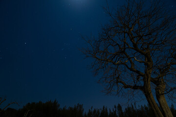 Orion in the night sky and tree branches.