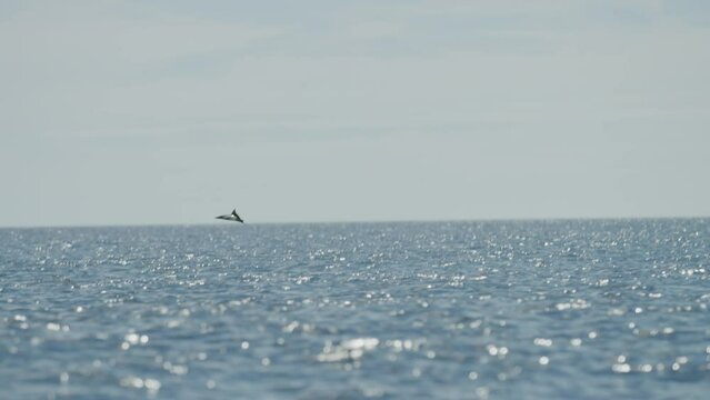 Slow motion of sting ray jumping in wide open ocean