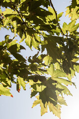 Tree branch view against the sky.