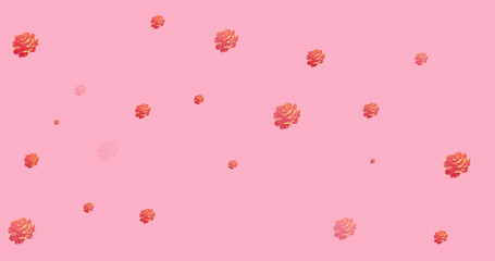 Image of roses spread on pink background