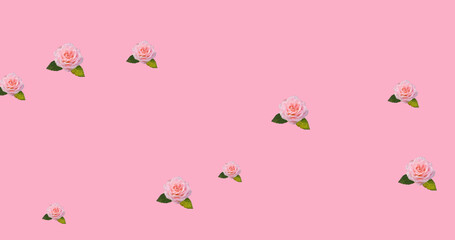 Image of roses spread on pink background
