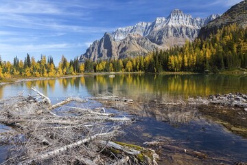 Scattered Dead Tree Branches at Schaffer Lake with Snowy Rocky Mountain Peak and Golden Larches Reflected in Calm Blue Water.  Scenic Autumn Landscape Yoho National Park Canadian Rockies