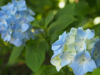 あじさい