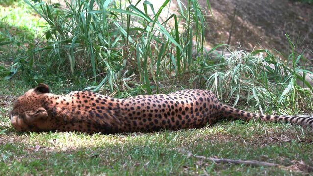 Playful young asiatic cheetah, acinonyx jubatus venaticus lying down and rolling on the ground on a sunny day, handheld motion close up shot.