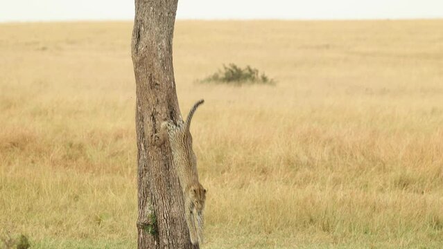 Slow motion clip of a leopard descending from a tree and running through golden grass in the Masai Mara, Kenya.