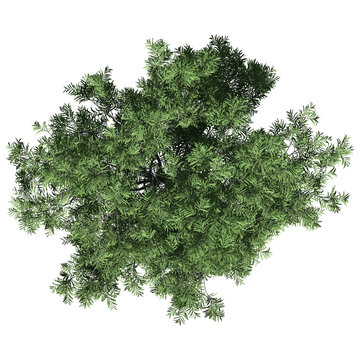 Honey Mesquite Tree – Top View