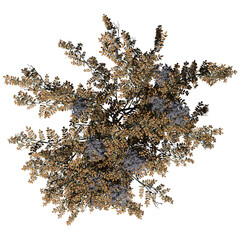 Japanese Angelica Tree – Top View