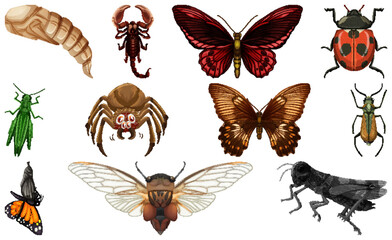 Different kinds of insects collection