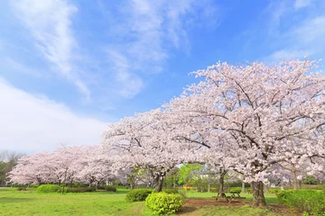 Fotobehang Blossom, Spring, Blue sky © JP trip landscape DL