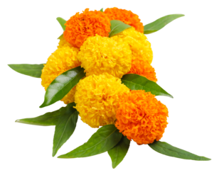 Happy Dussehra greeting card , green leaf and marigold flower.