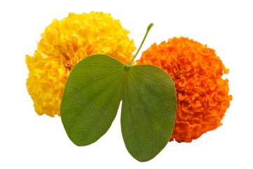 Indian Festival Dussehra, showing golden leaf (Piliostigma racemosum) and marigold flowers on white background.