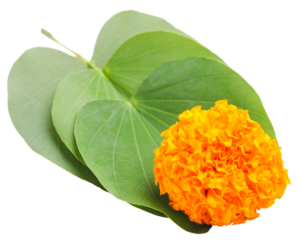 Indian Festival Dussehra, showing golden leaf (Piliostigma racemosum) and marigold flowers on white background.