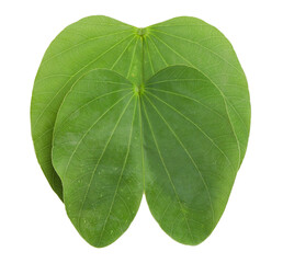 Happy Dussehra greeting card , green leaf.