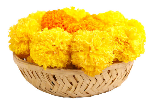 Marigold Flower for dasara Festival, Indian Festival flower decoration.