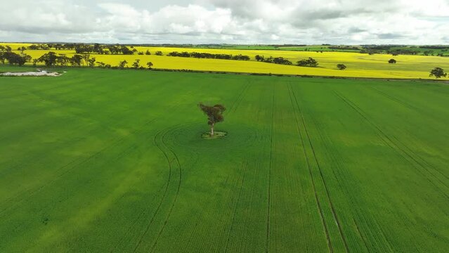 Single tree in the middle of lush green wheat field with yellow canola fields in the distance - rotating point of interest aerial shot
