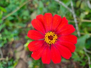 Deep red flowers in the yard are good for decoration