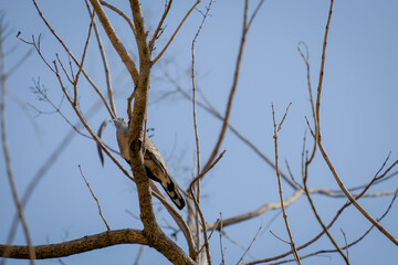 branches against sky